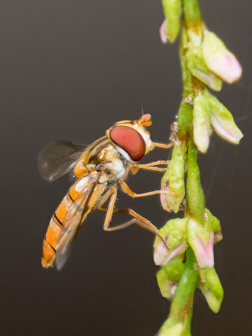 Hover Fly (Episyrphus viridaureus) (Episyrphus viridaureus)
